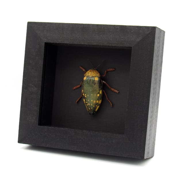 Real giant Jewel beetle framed taxidermy - Sternocera castanea boucardii