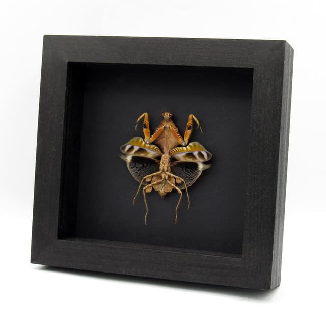 Real framed taxidermy Dead Leaf praying mantis - Deroplatys lobata - female