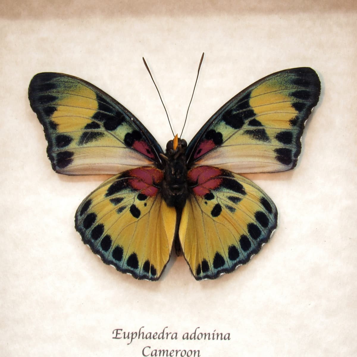 Real Forester butterfly framed taxidermy - Euphaedra adonina