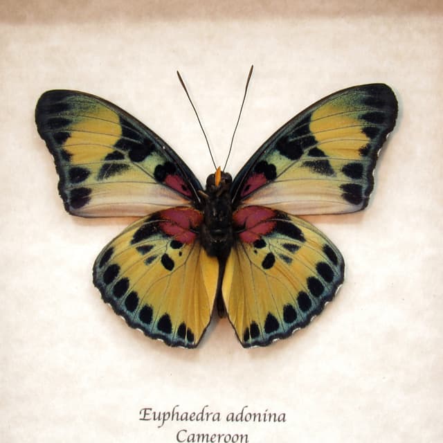 Real Forester butterfly framed taxidermy - Euphaedra adonina