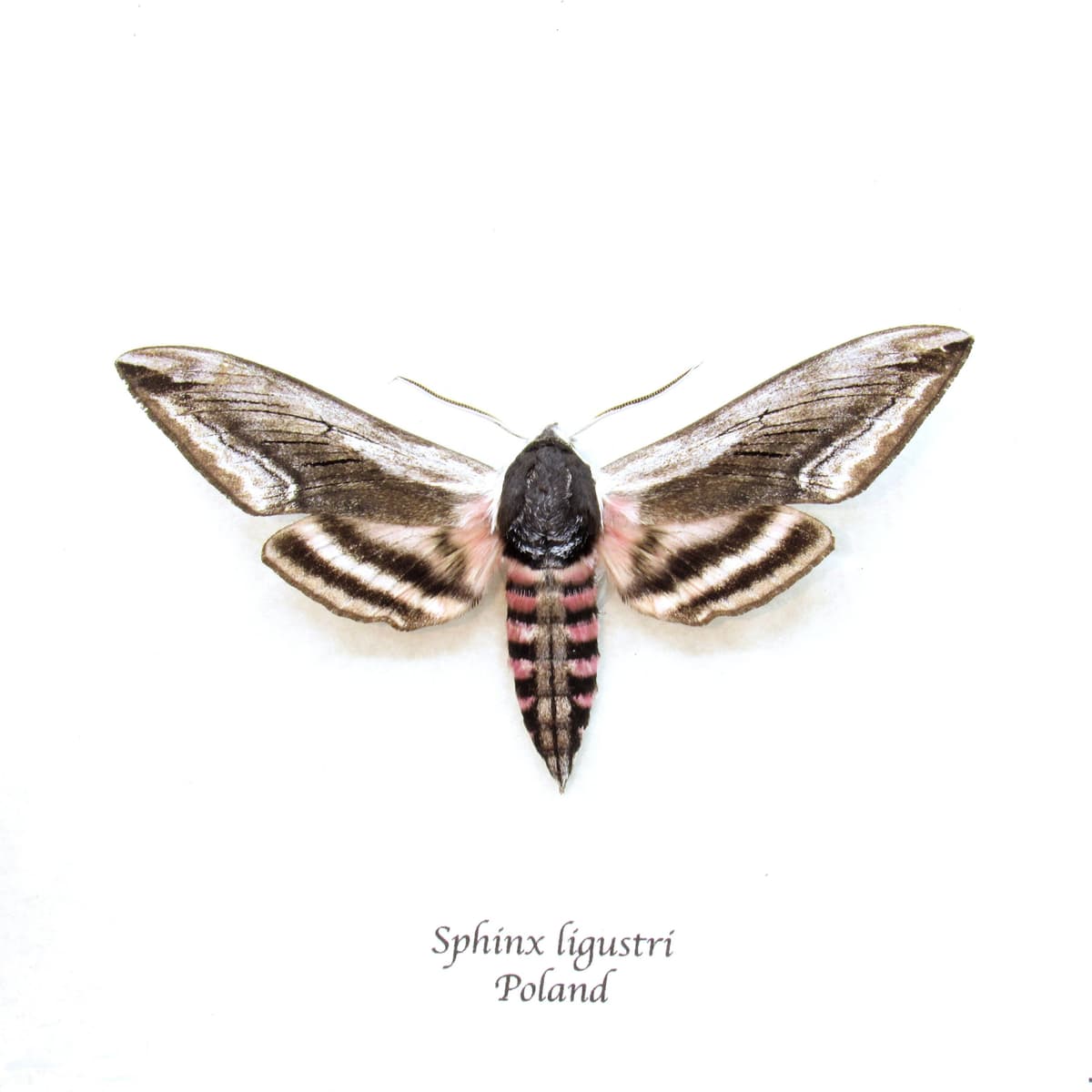 Real pink Privet Hawk Moth framed taxidermy - Sphinx ligustri