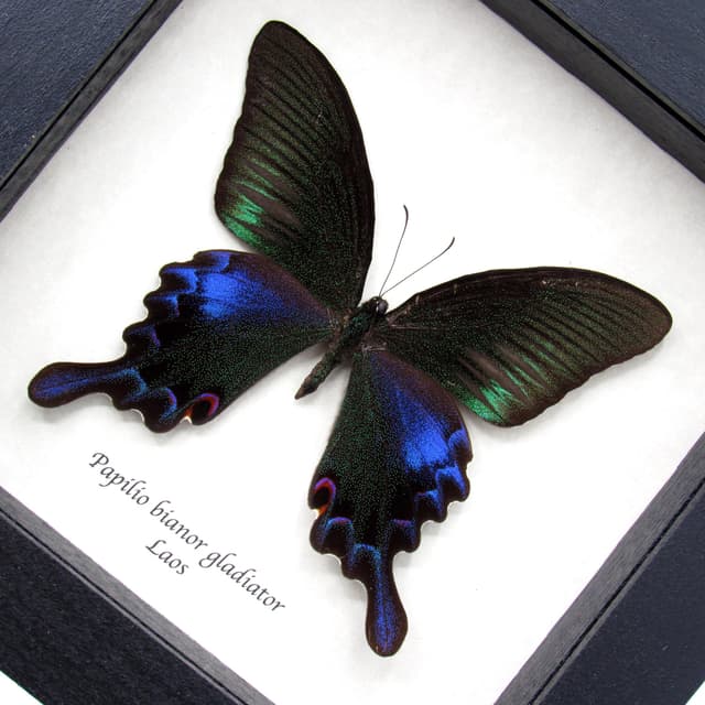 Real black Peacock butterfly framed taxidermy - Papilio bianor gladiator