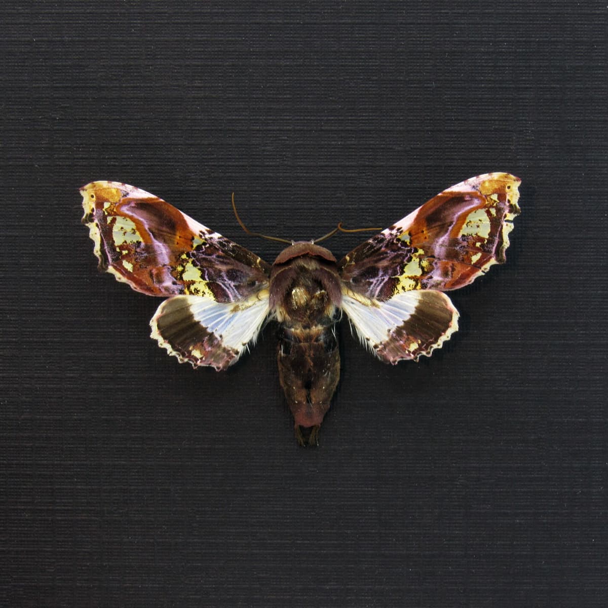Rare purple Noctuid moth framed taxidermy - Caligatus venustissima - female
