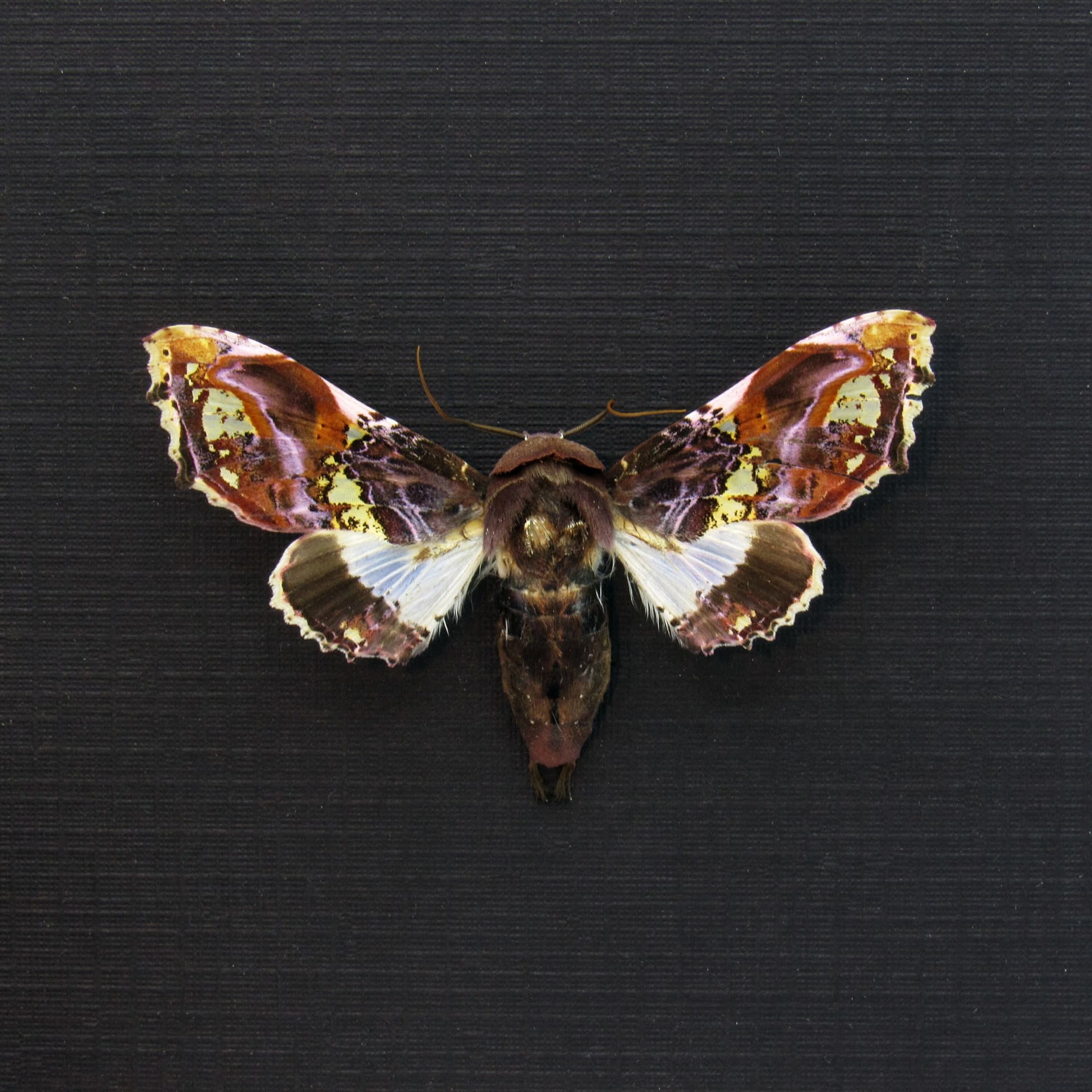 Rare purple Noctuid moth framed taxidermy - Caligatus venustissima - female