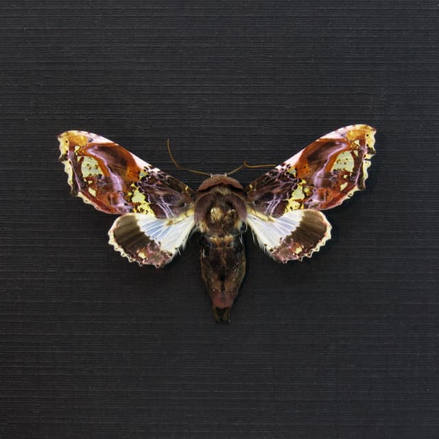 Rare purple Noctuid moth framed taxidermy - Caligatus venustissima - female