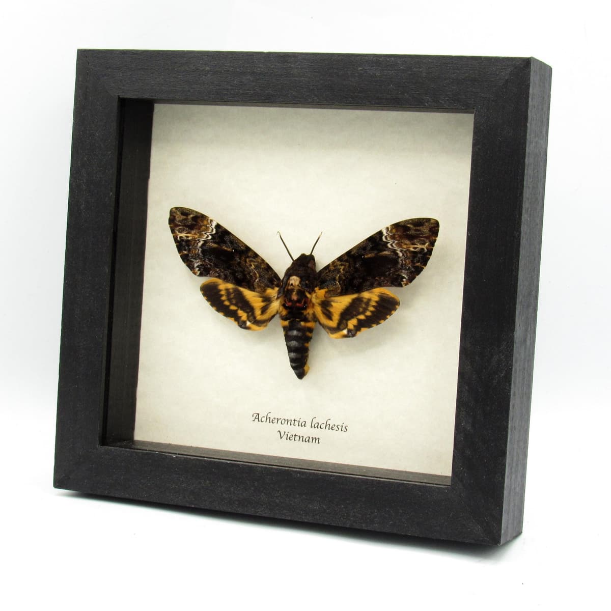 Real XXL Deaths Head moth framed taxidermy - Acherontia lachesis - female
