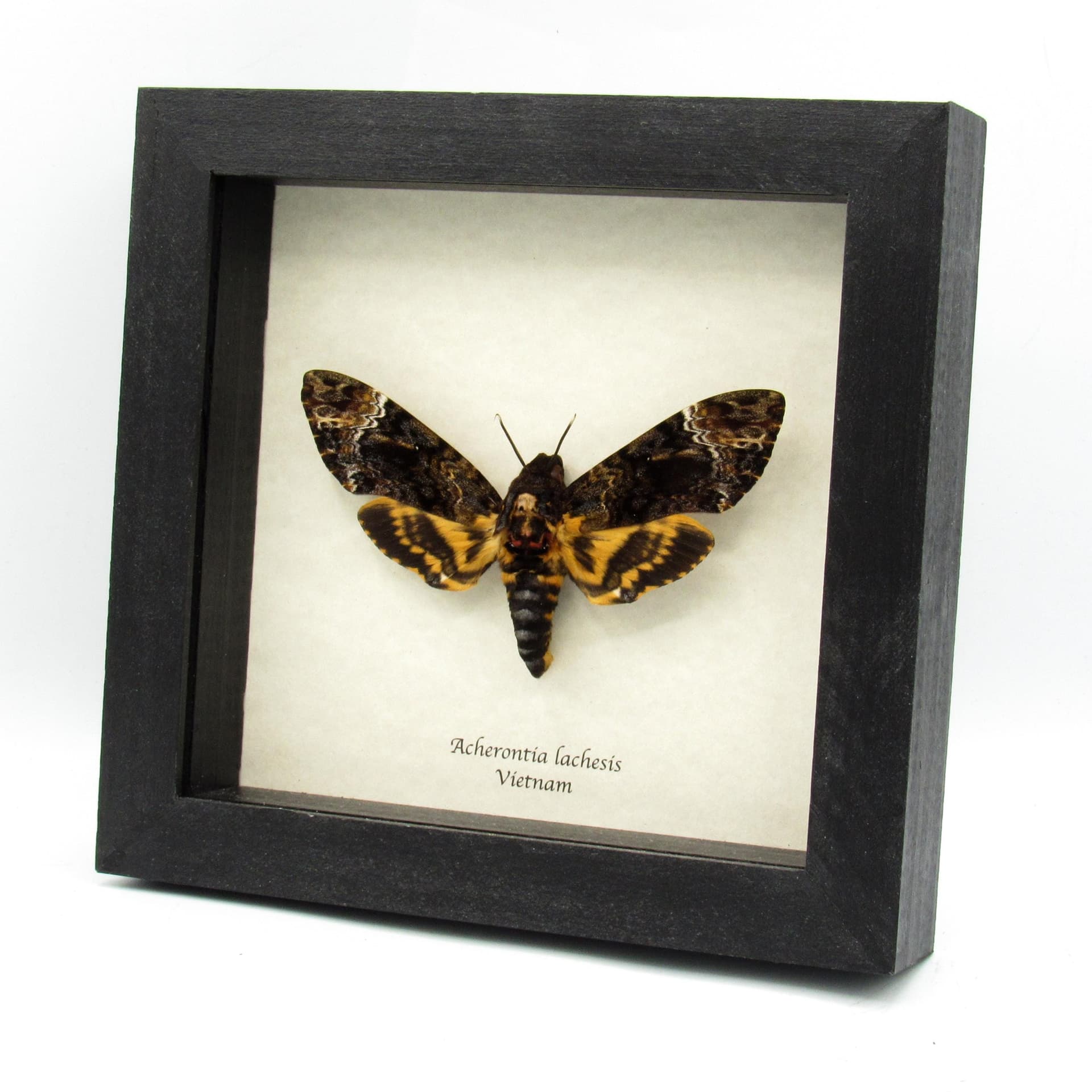 Real XXL Deaths Head moth framed taxidermy - Acherontia lachesis - female
