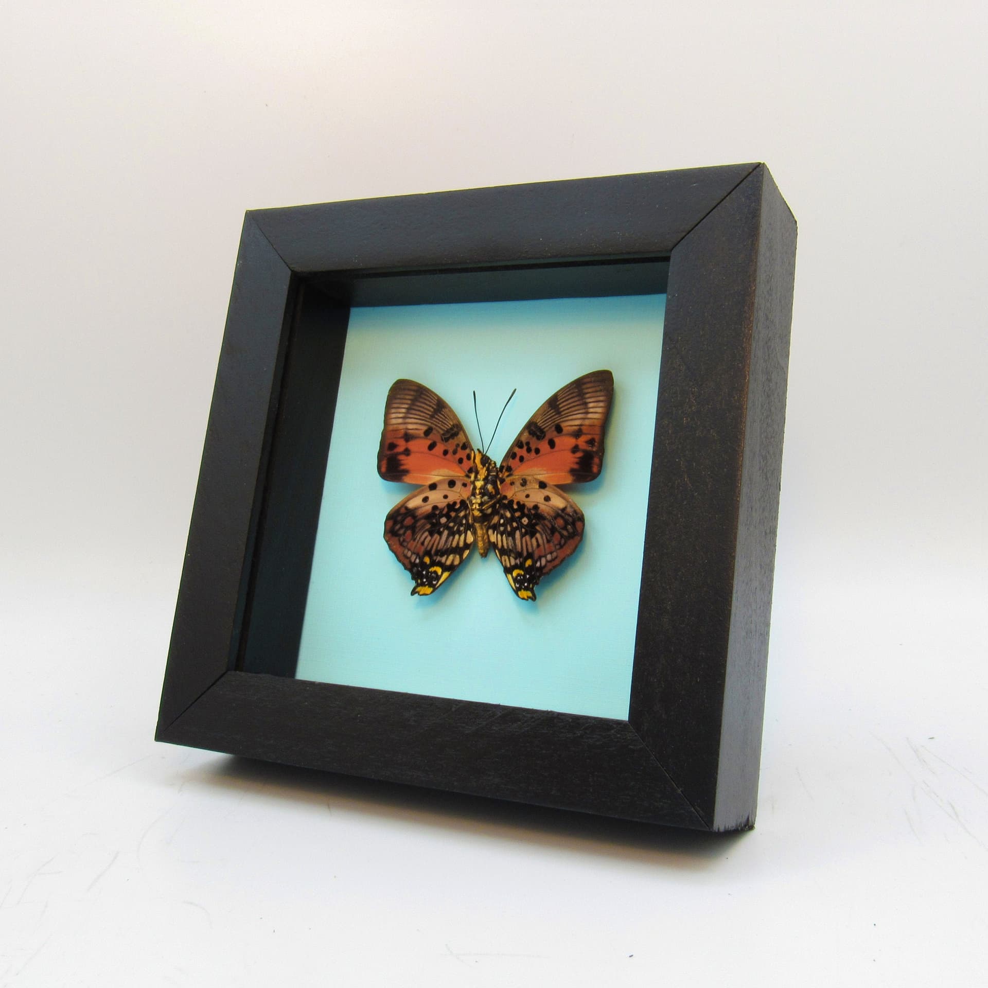 Real framed taxidermy butterfly - Charaxes zingha