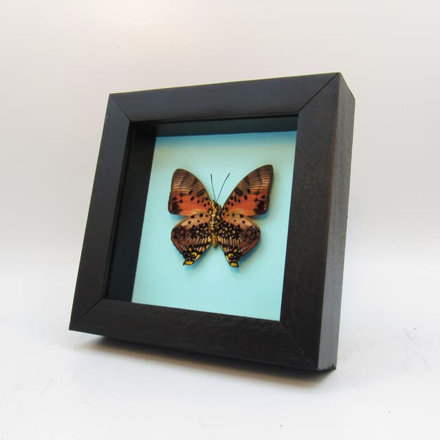 Real framed taxidermy butterfly - Charaxes zingha
