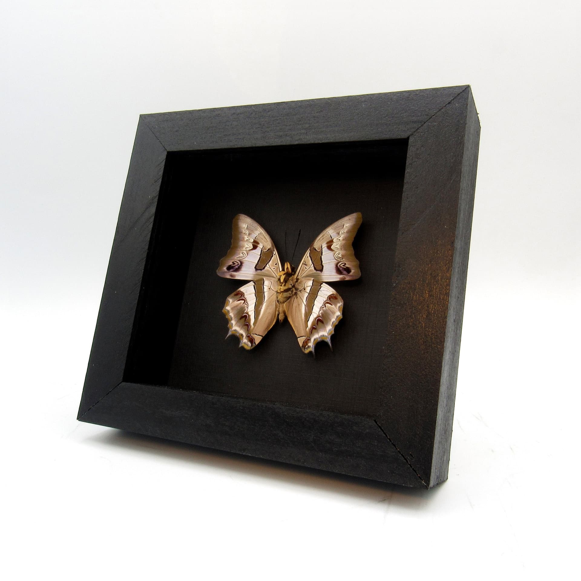 Real pearlescent butterfly framed taxidermy - Polyura schreiber