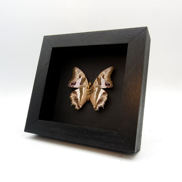 Real pearlescent butterfly framed taxidermy - Polyura schreiber