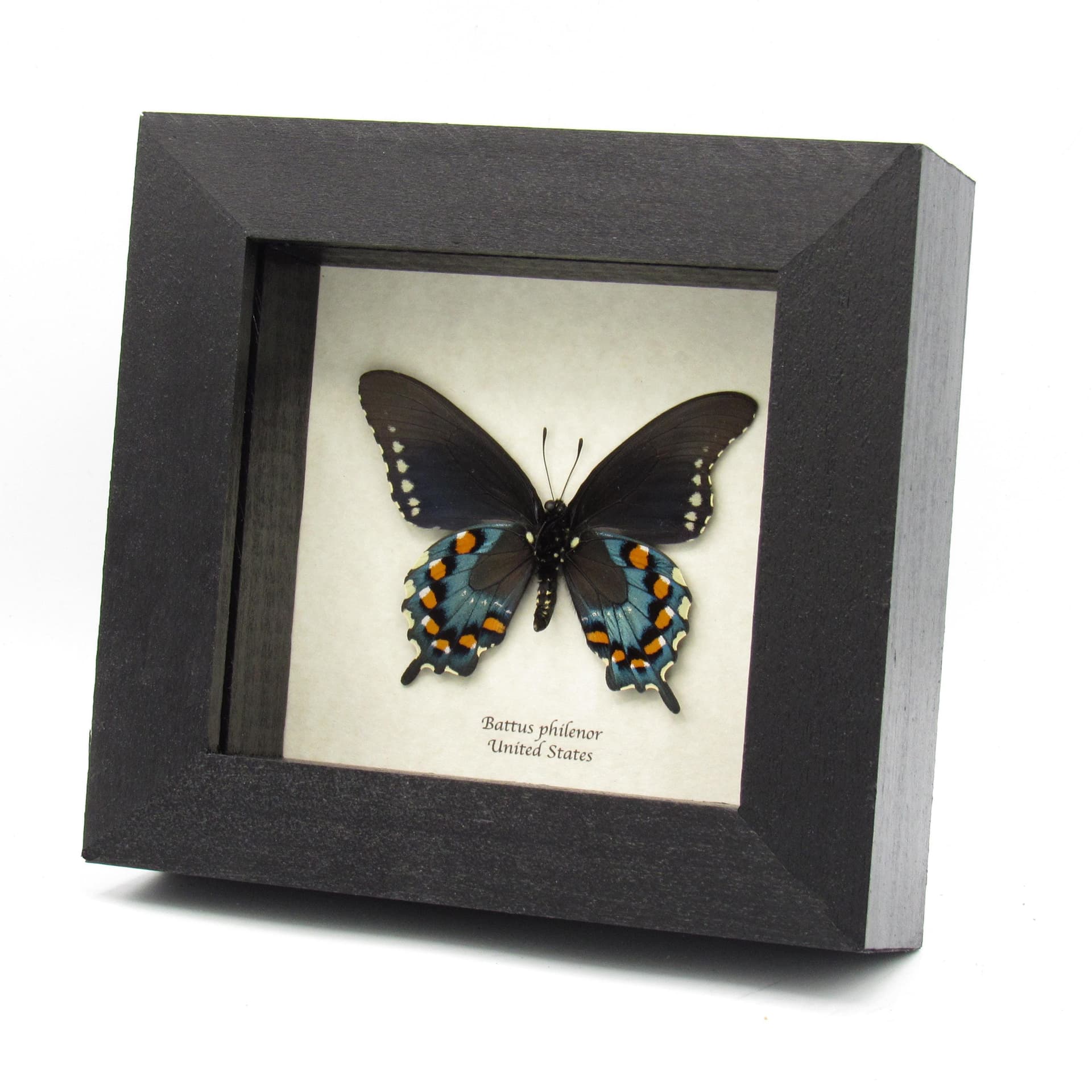 Real metallic Pipevine swallowtail framed taxidermy - Battus philenor