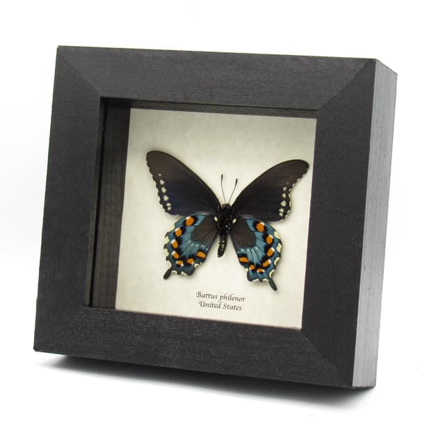 Real metallic Pipevine swallowtail framed taxidermy - Battus philenor
