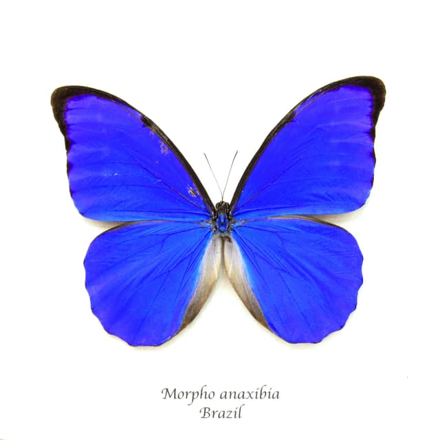 Rare metallic blue Anaxibia Morpho butterfly framed taxidermy - Morpho anaxibia