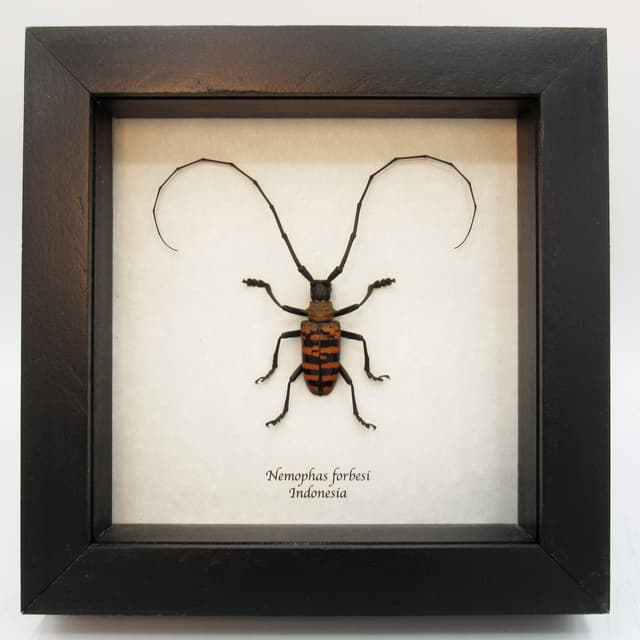 Real orange longhorn beetle framed taxidermy - Nemophas forbesi