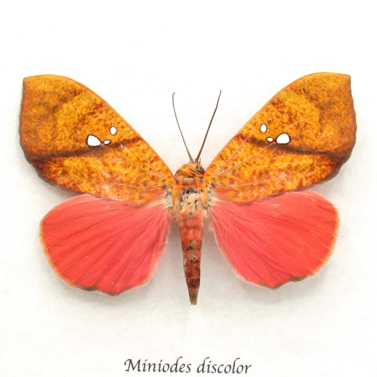 Rare hot pink fruit sucking moth framed taxidermy - Miniodes discolor