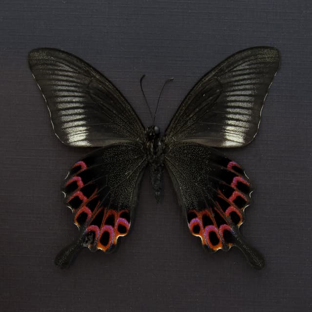 Rare Swallowtail butterfly framed taxidermy - Papilio hoppo