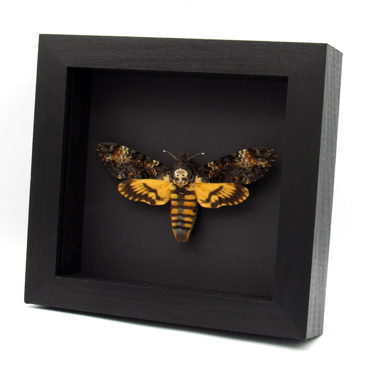Real XL Death's-head Hawkmoth framed taxidermy moth - Acherontia atropos - female