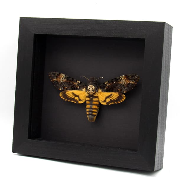 Real XL Death's-head Hawkmoth framed taxidermy moth - Acherontia atropos - female