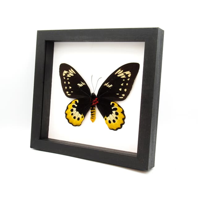 Real XL butterfly framed taxidermy - Ornithoptera goliath supremus - female - 7 inch wingspan