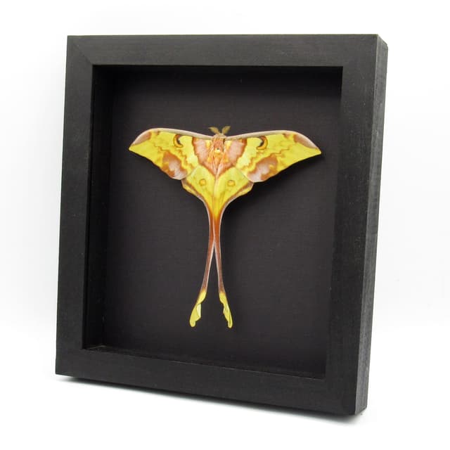 Giant Malaysian Moon moth framed taxidermy - Actias maenas - Victorian mount - 2