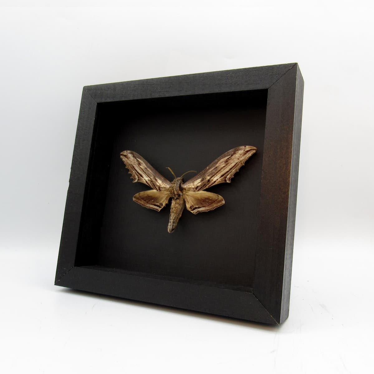 Real Giant Apple Hawkmoth framed taxidermy - Langia zenzeroides