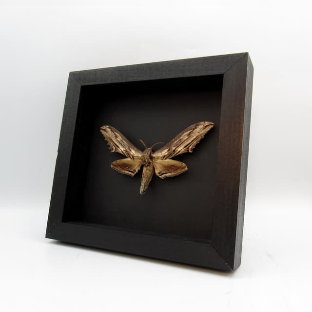 Real Giant Apple Hawkmoth framed taxidermy - Langia zenzeroides