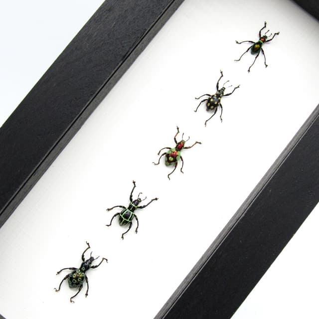 WEEVIL MANIA - real framed metallic weevil beetle collection