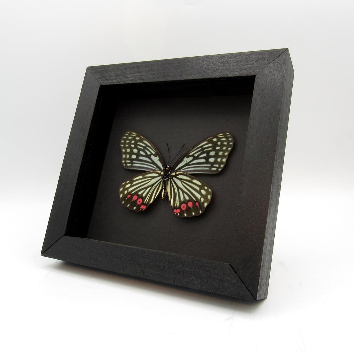 Real red and green framed taxidermy butterfly - Hestina assimilis - XL