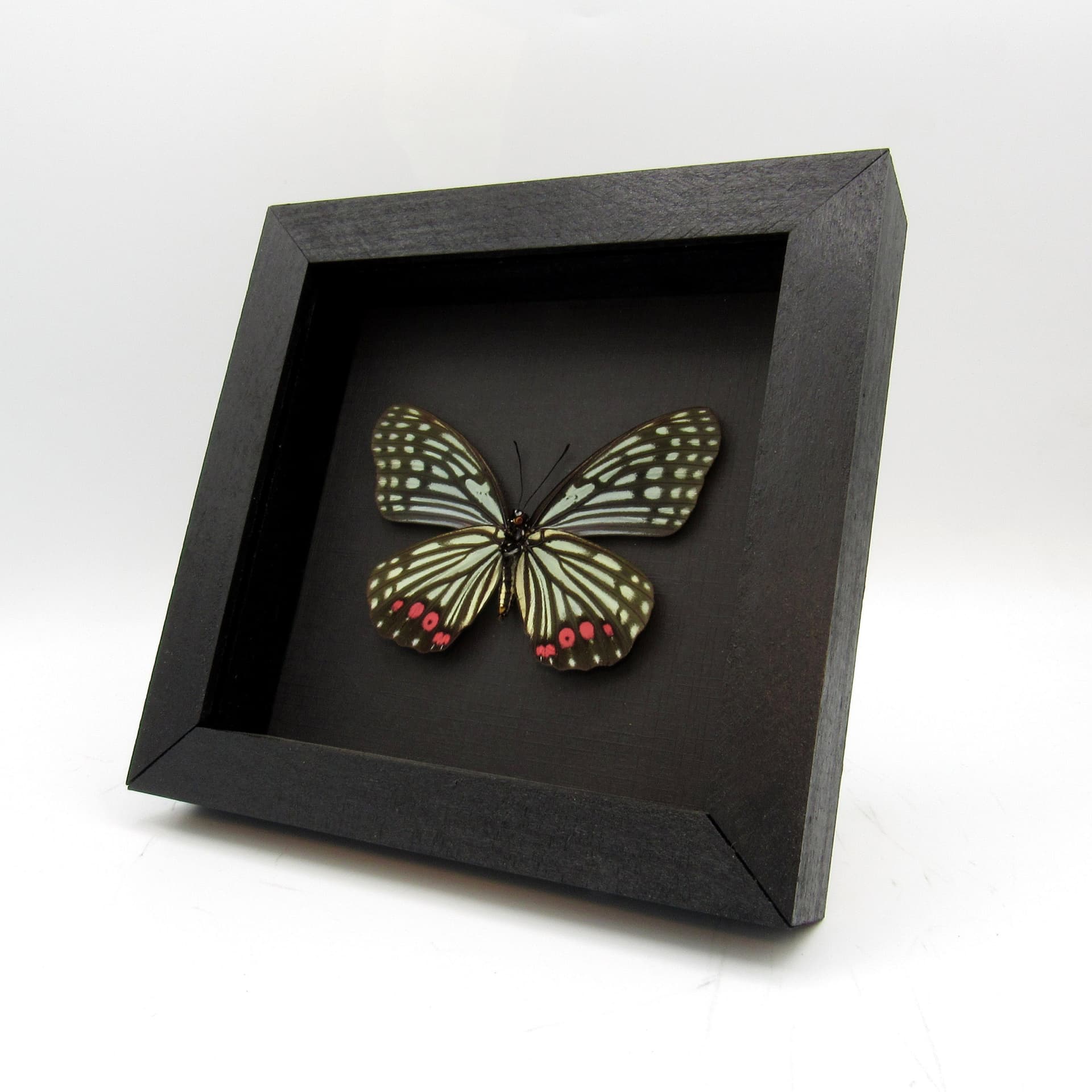 Real red and green framed taxidermy butterfly - Hestina assimilis - XL