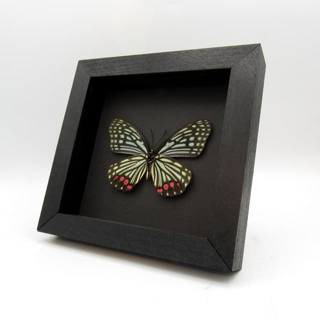 Real red and green framed taxidermy butterfly - Hestina assimilis - XL