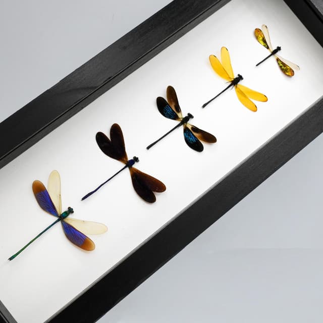 Real Dragonfly collection framed taxidermy
