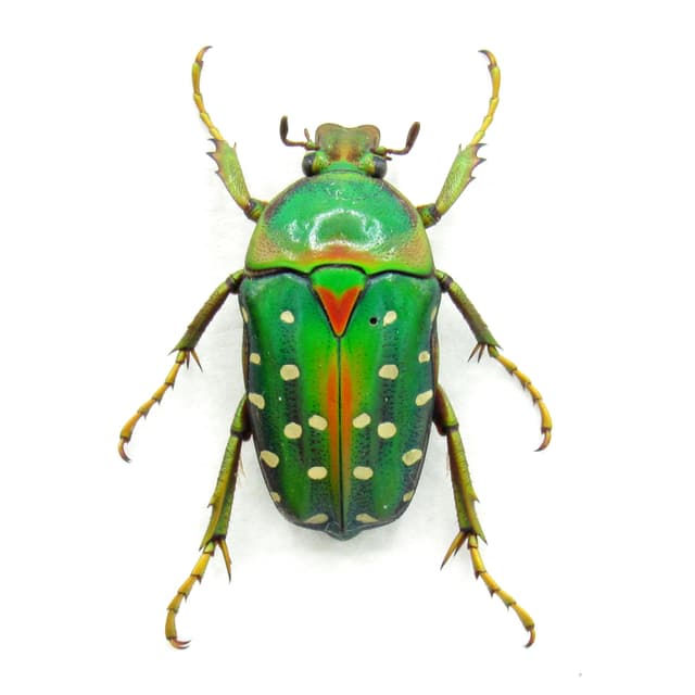 Real Polka Dot Scarab Beetle framed taxidermy - Stephanorrhina bella