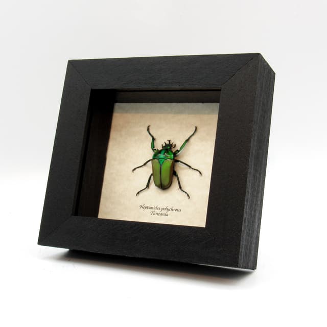 Real green Scarab beetle framed taxidermy - Neptunides polychrous