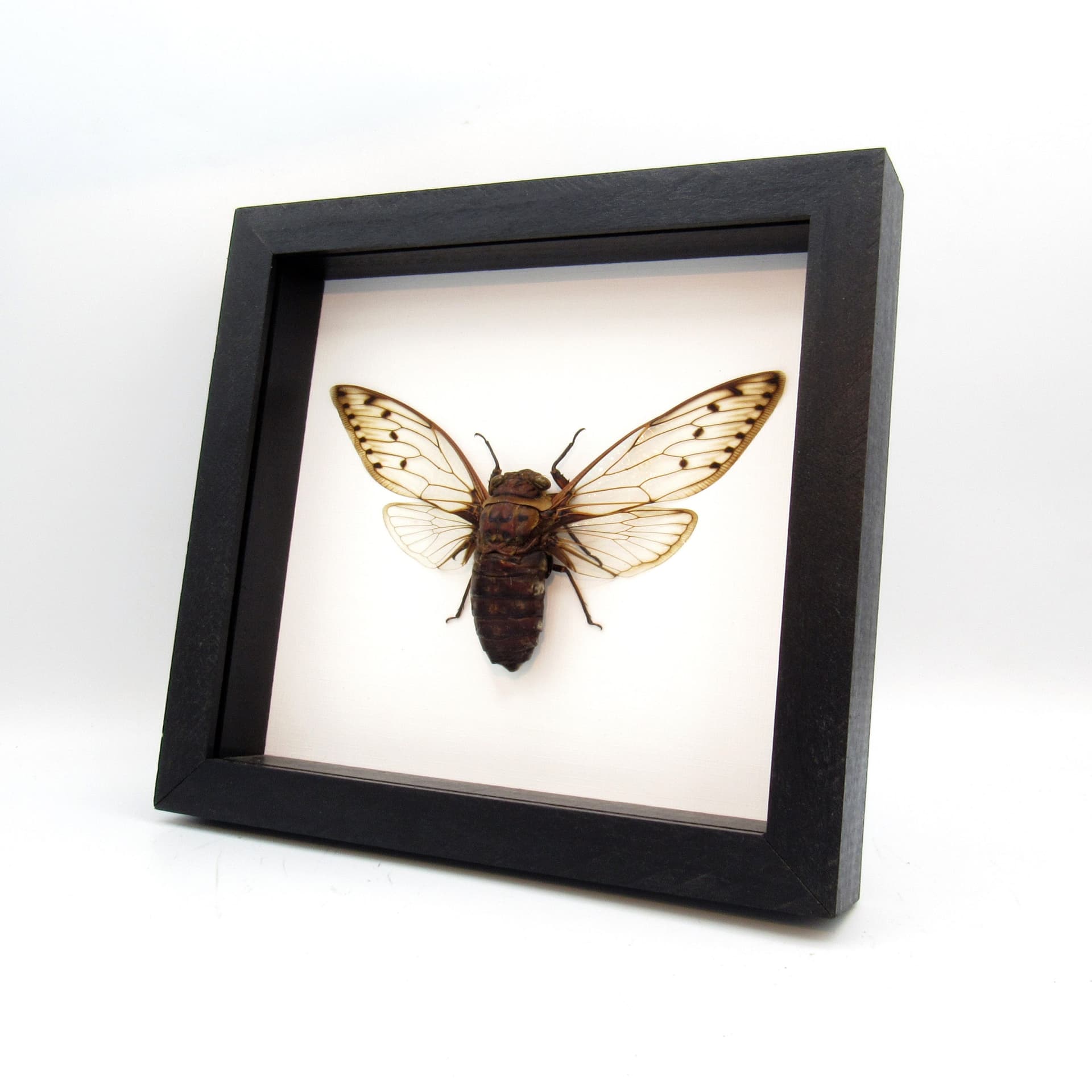 Real Giant Cicada framed taxidermy - Megapomponia merula