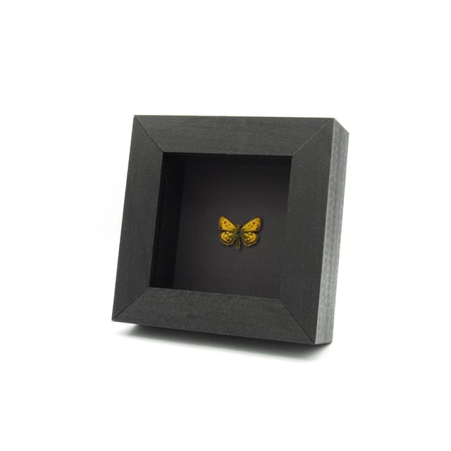 Real TINY Northern Checquered Skipper butterfly framed taxidermy - Carterocephalus silvicola