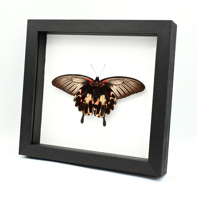 Rare XXL Swallowtail butterfly framed taxidermy - Papilio deiphobus - female - Victorian mount