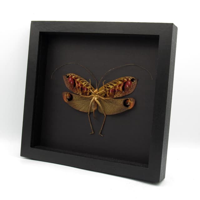 Rare Peacock katydid framed taxidermy - Pterochroza ocellata - XL female