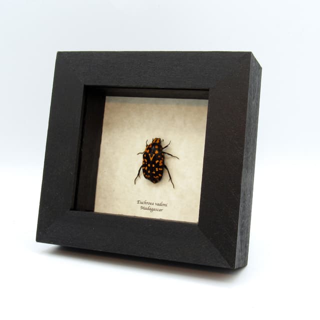 Real African Scarab beetle framed taxidermy - Euchroea vadoni
