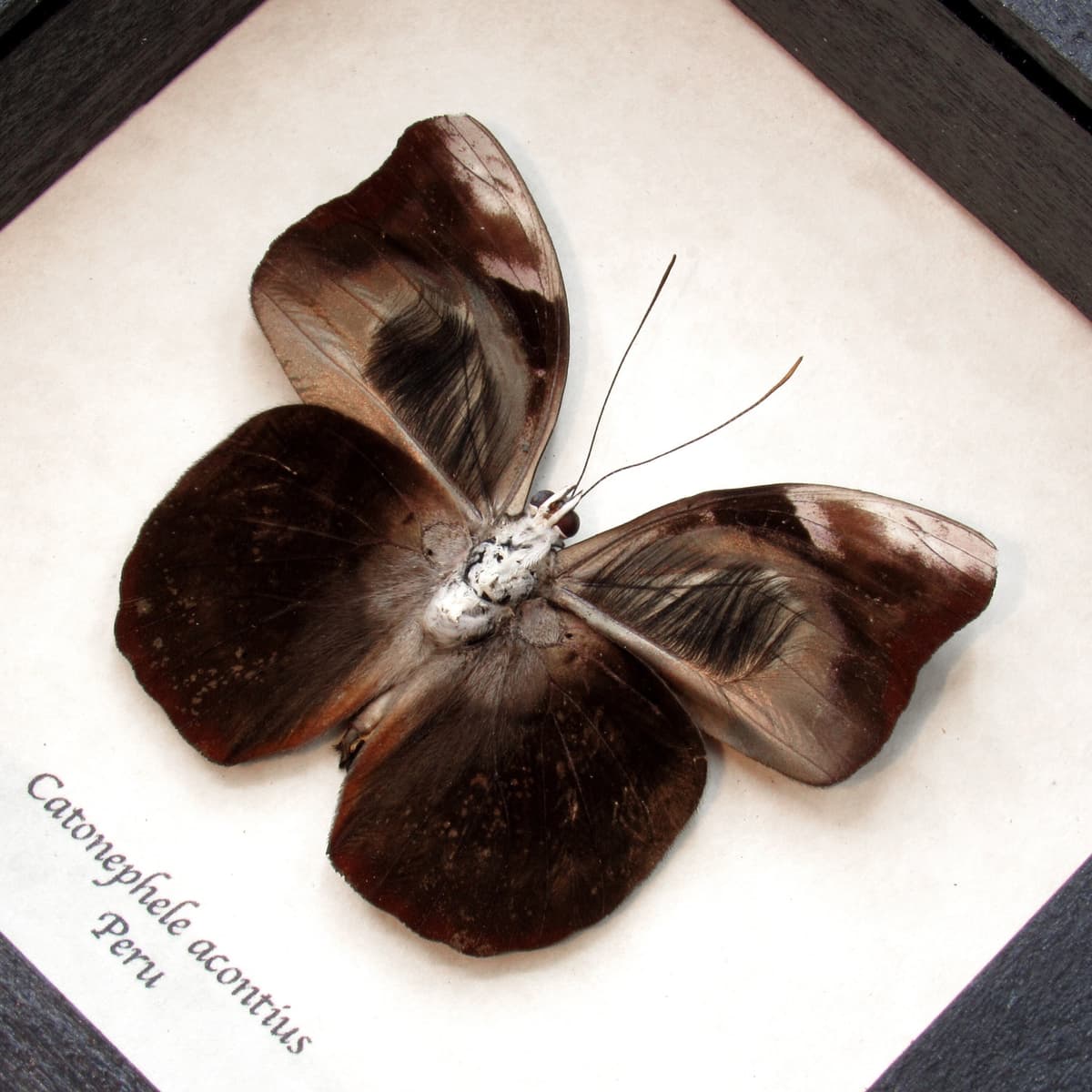 Real hairy eyelash butterfly framed taxidermy - Catonephele acontius