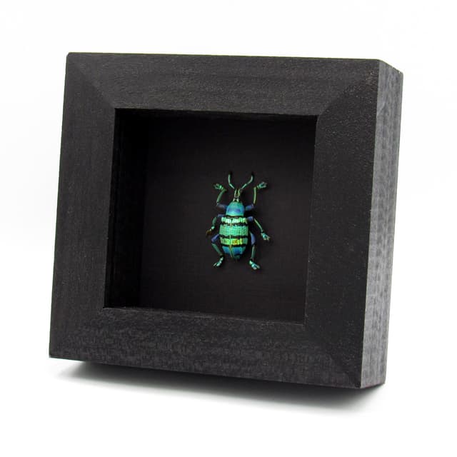 Real glitter Weevil framed taxidermy - Eupholus schoenherrii petiti - very special color form - XL