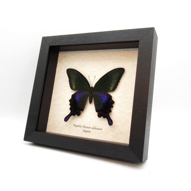 Rare black Peacock butterfly framed taxidermy - Papilio bianor dehaani - female - Summer form