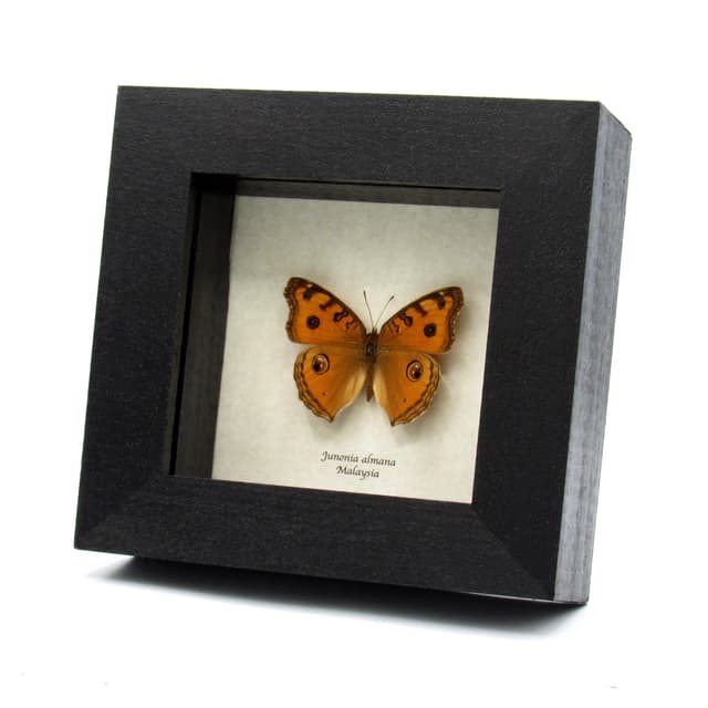 Real Peacock Pansy butterfly framed taxidermy - Junonia almana - Victorian mount