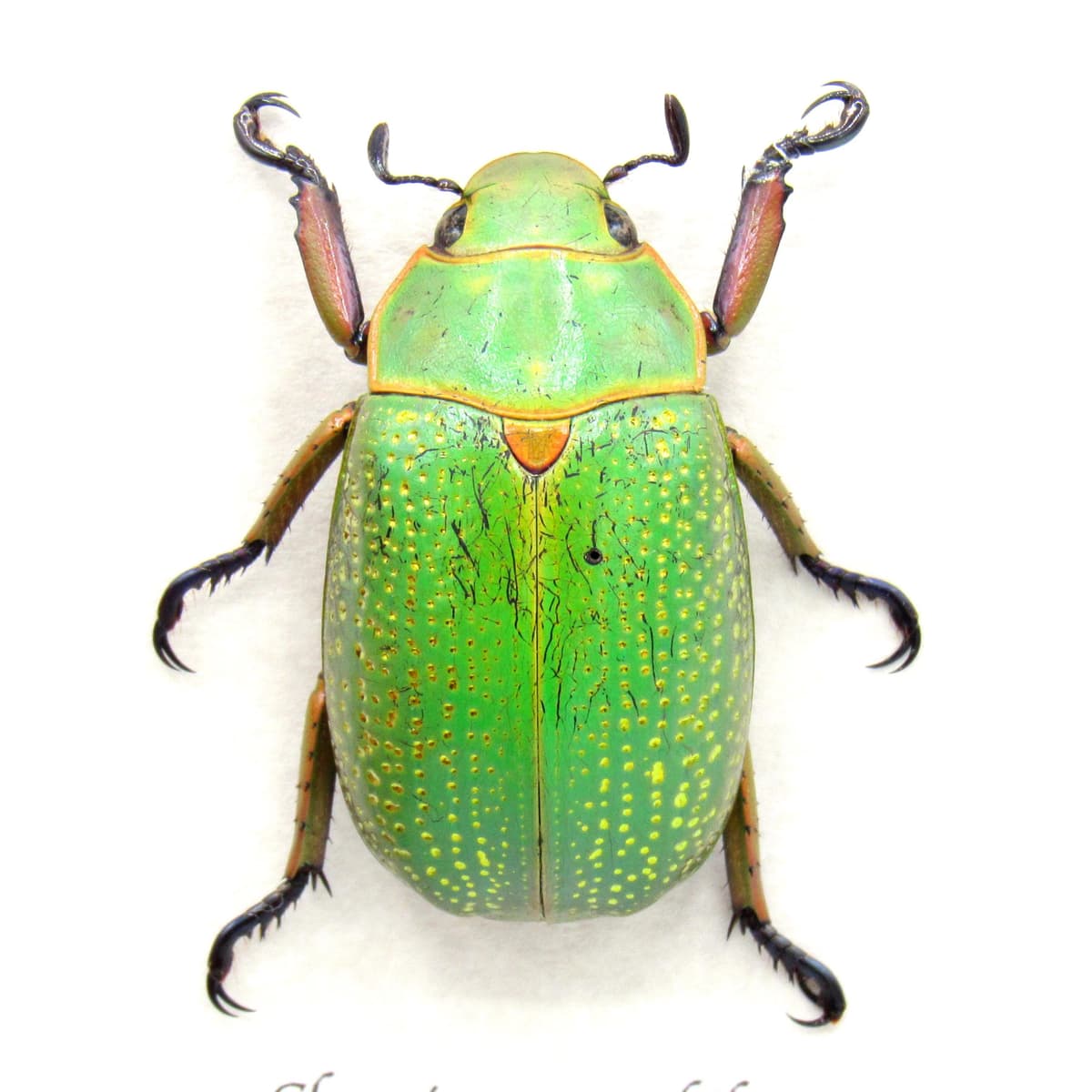 Rare large metallic Gold Speckled Jewel Scarab beetle framed taxidermy - Chrysina spectabilis - minor damage