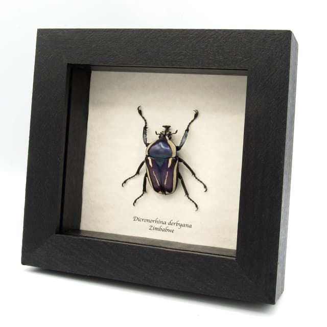 Real Scarab beetle framed taxidermy - Dicronorhina derbyana - purple form