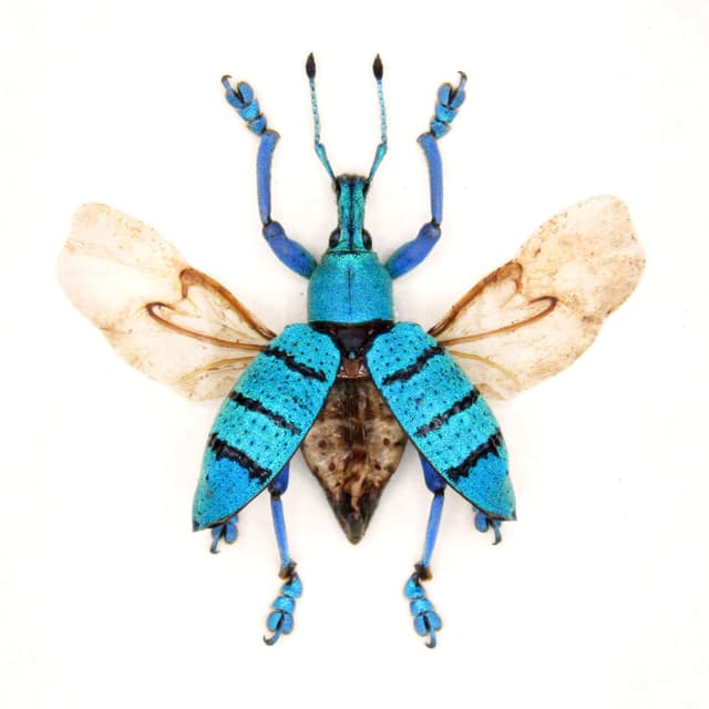 Real blue weevil framed taxidermy - Eupholus geoffroyi - wings open