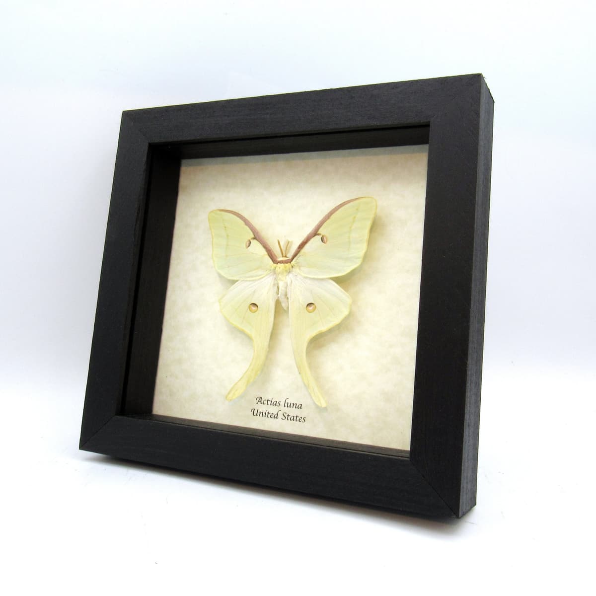Real large Luna Moon moth framed taxidermy - Actias luna