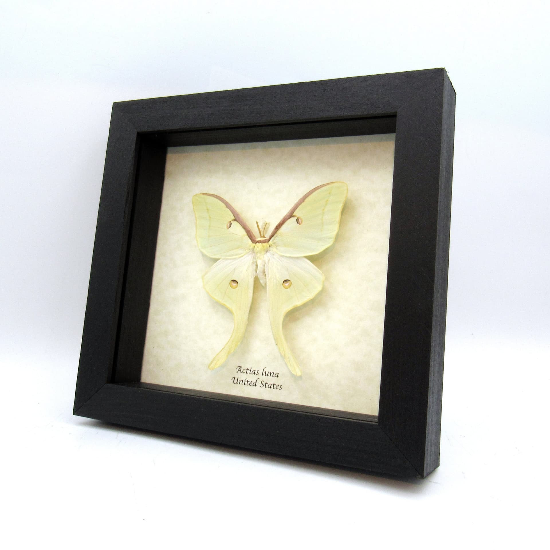 Real large Luna Moon moth framed taxidermy - Actias luna