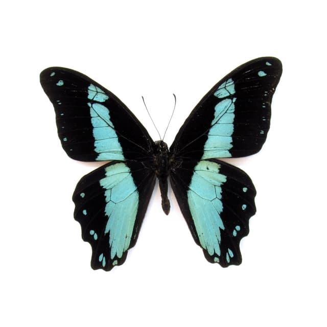 Real metallic butterfly framed taxidermy - Papilio bromius