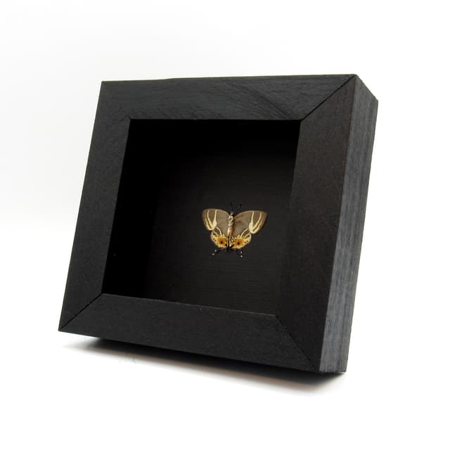 Rare tiny Hairstreak butterfly framed taxidermy - Terenthina terentia - female - Victorian mount